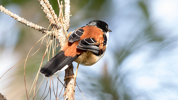 Rufous-backed sibia (Heterophasia annectens)