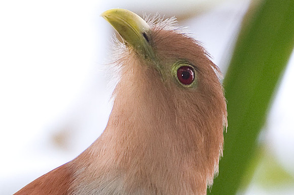 Squirrel Cuckoo (Piaya cayana)