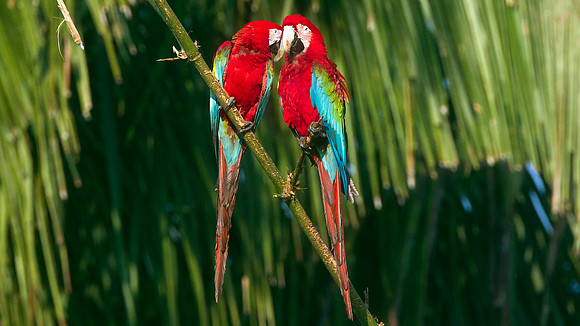 Red-and-green Macaw (Ara chloropterus)