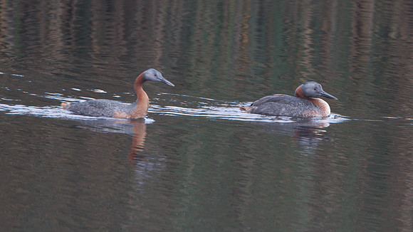 Great Grebe (Podiceps major)