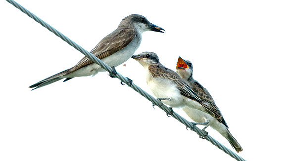 Loggerhead Kingbird ? (Tyrannus caudifasciatus)