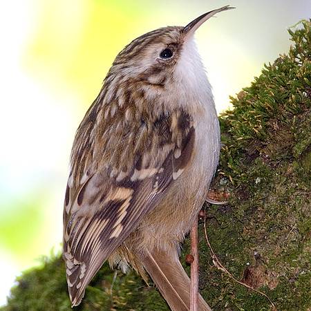 Short-toed Treecreeper (Certhia brachydactyla)