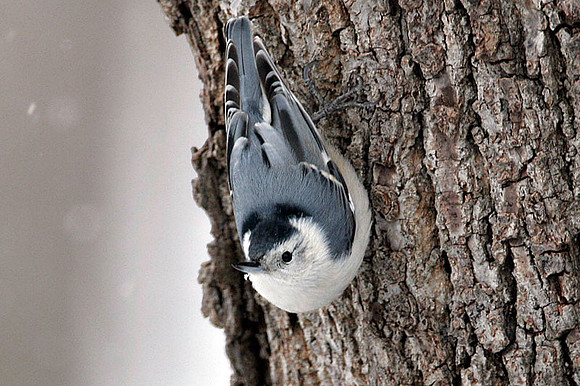 White-breasted Nuthatch (Sitta carolinensis)