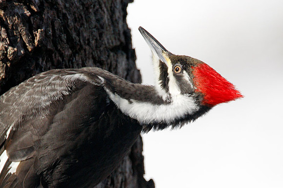 Pileated Woodpecker (Dryocopus pileatus) female