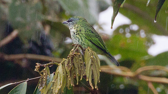 Spotted Tanager (Tangara punctata)