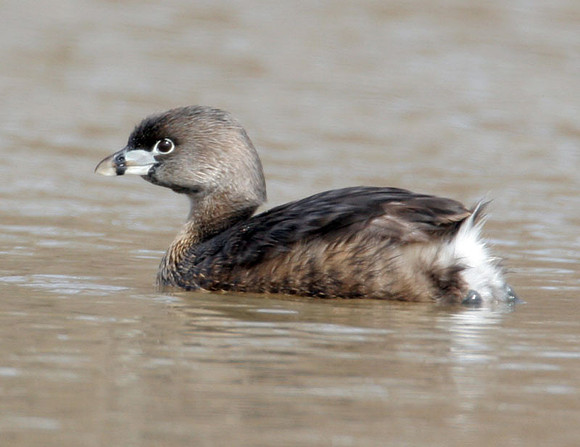 Pied-billed Grebe (Podilymbus podiceps)