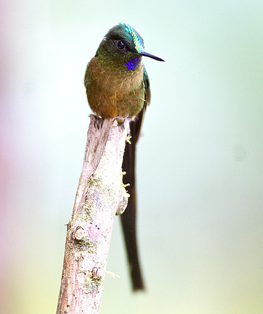 Violet-tailed Sylph (Aglaiocercus coelestis)
