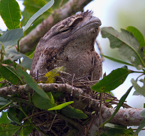 Tawny frogmouth (Podargus strigoides)