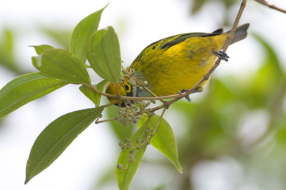 Silver-throated Tanager (Tangara icterocephala)