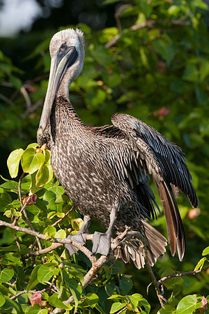 Brown Pelican (Pelecanus occidentalis)