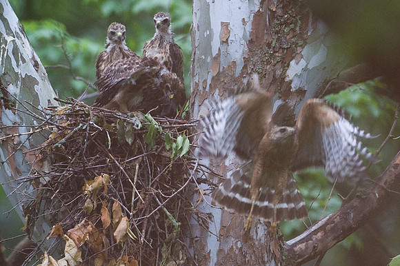 Red-shouldered Hawk (Buteo lineatus) adult and juvenile