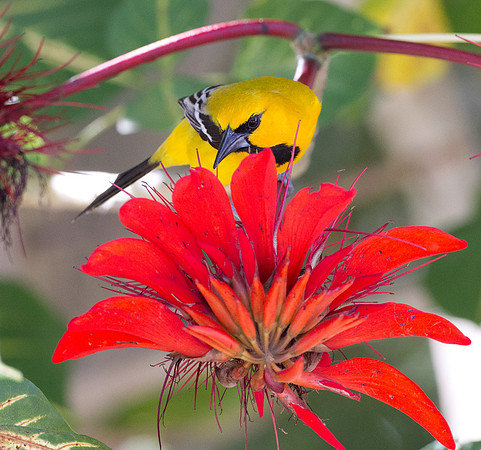 Yellow Oriole (Icterus nigrogularis)