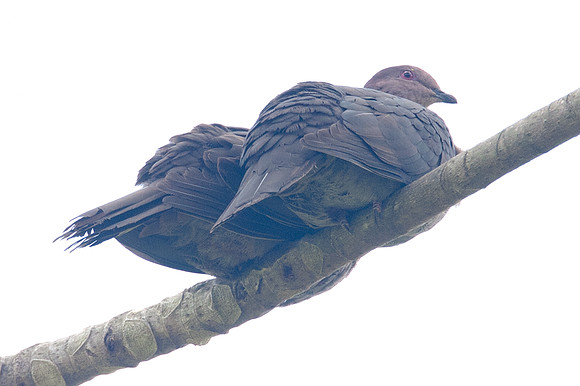 Short-billed Pigeon (Patagioenas nigrirostris)