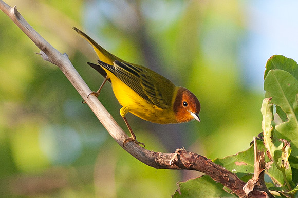 Mangrove Warbler (Dendroica petechia)