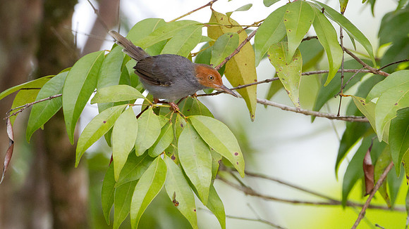 Red-headed Tailorbird (Orthotomus ruficeps) male