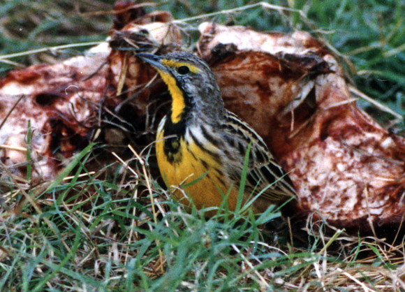 Yellow-throated Longclaw (Macronyx croceus)