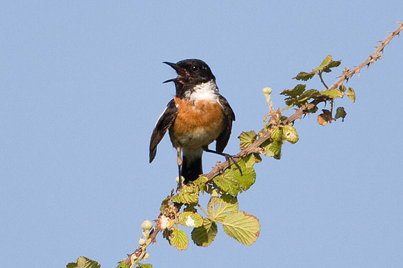 European Stonechat (Saxicola rubicola)