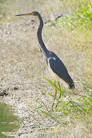 Tricolored Heron (Egretta tricolor)