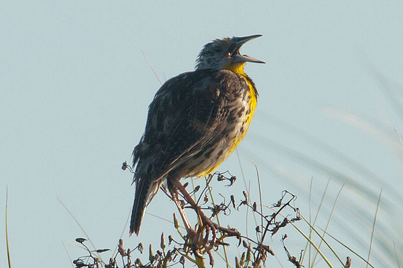 Eastern Meadowlark (Sturnella magna)