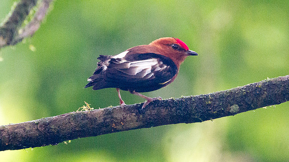 Club-winged Manakin (Machaeropterus deliciosus)