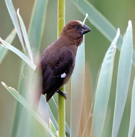 Thick-billed Weaver (Amblyospiza albifrons)