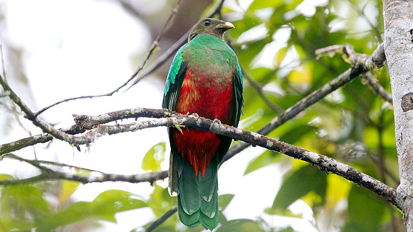 Golden-Headed Quetzal (Pharomachrus auriceps)