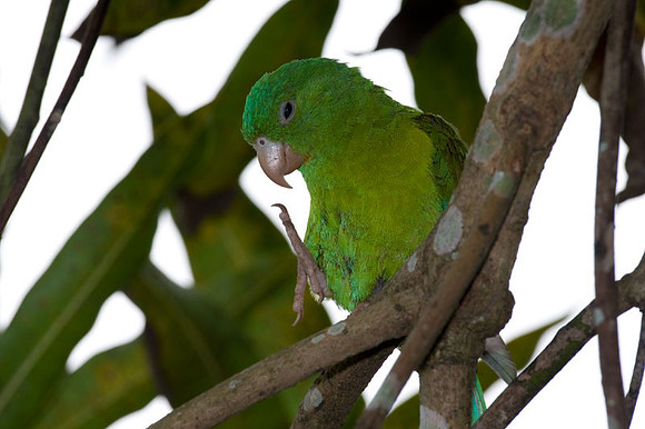 Orange-chinned Parakeet (Brotogeris jugularis) also known as Tovi Parakeet