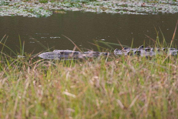 Alligator or Crocodile?