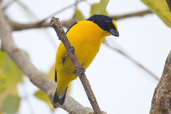 Thick-billed Euphonia (Euphonia laniirostris) male