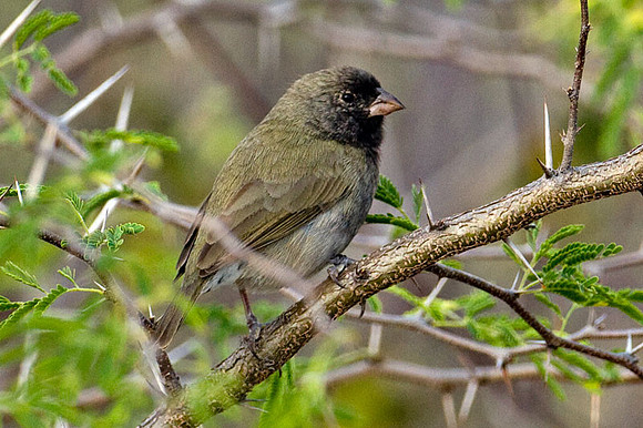 Black-faced Grassquit (Tiaris bicolor)