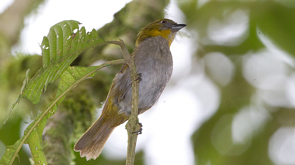 Yellow-throated Bush-tanager (Chlorospingus flavigularis)