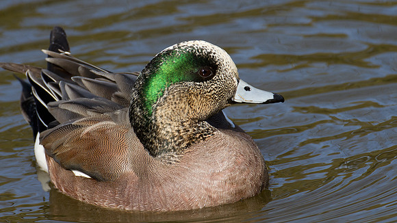 American Wigeon (Anas americana) male