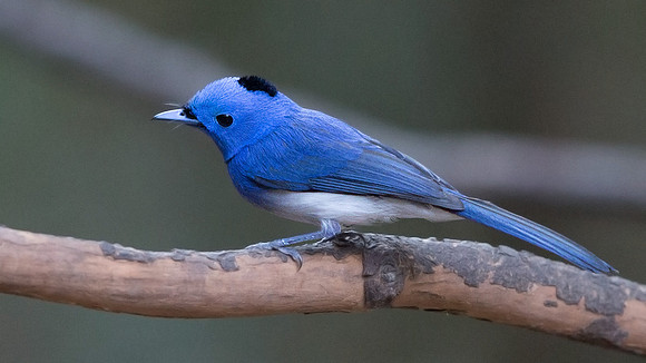 Black-naped monarch (Hypothymis azurea) Male
