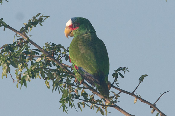 White-fronted Amazon (Amazona albifrons)