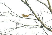 Summer Tanager (Piranga rubra)