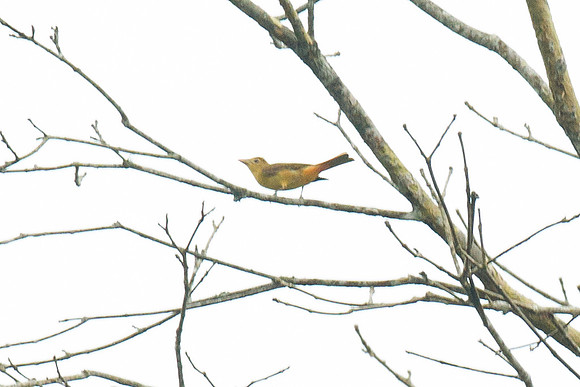 Summer Tanager (Piranga rubra)