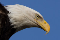 Bald Eagle (Haliaeetus leucocephalus)