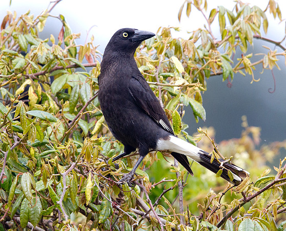 Pied currawong (Strepera graculina)