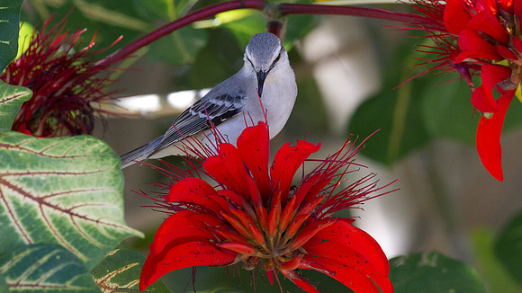 Tropical Mockingbird (Mimus gilvus)