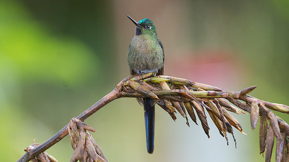 Violet-tailed Sylph (Aglaiocercus coelestis)