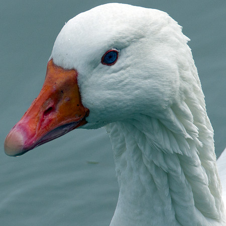 Snow Goose (Chen caerulescens) also known as Blue Goose