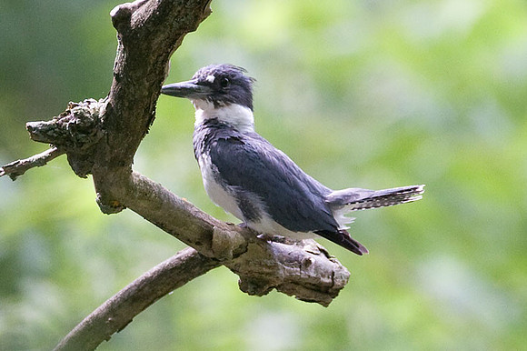 Belted Kingfisher (Megaceryle alcyon) male
