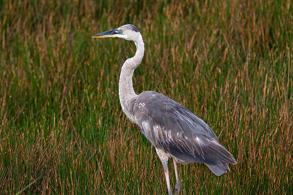 Great Blue Heron (Ardea herodias)
