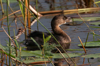 Pied-billed Grebe (Podilymbus podiceps)