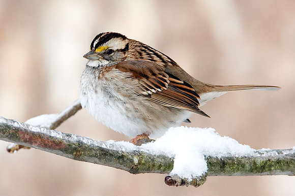 White-throated Sparrow (Zonotrichia albicollis)