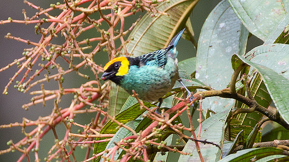Saffron-crowned Tanager (Tangara xanthocephala)