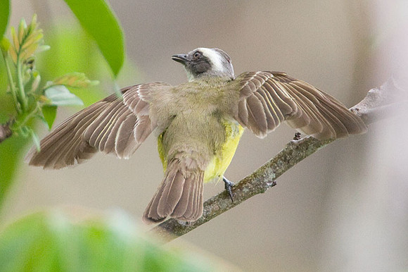 Social Flycatcher (Myiozetetes similis)