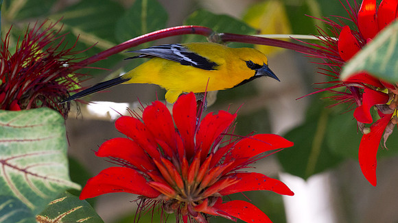 Yellow Oriole (Icterus nigrogularis)