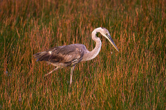Great Blue Heron (Ardea herodias)
