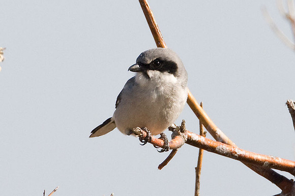 Loggerhead Shrike (Lanius ludovicianus)